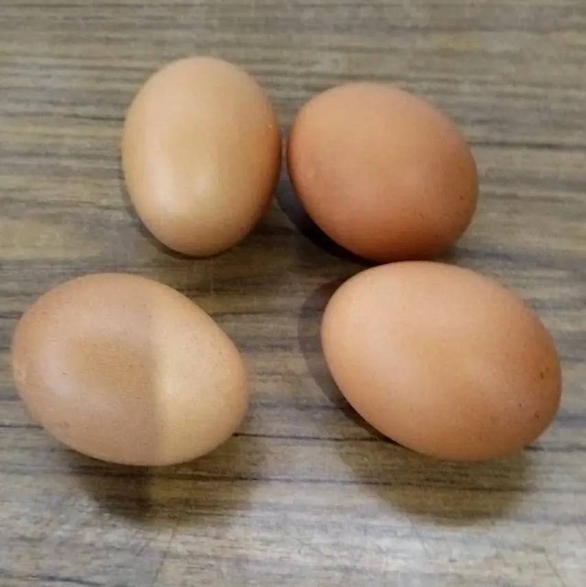 Huevos frescos recién recolectados