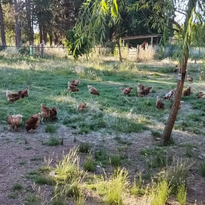 Gallinas felices en espacios abiertos