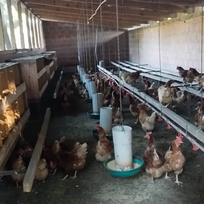 Gallinas bien alimentadas en un gallinero limpio y cuidado