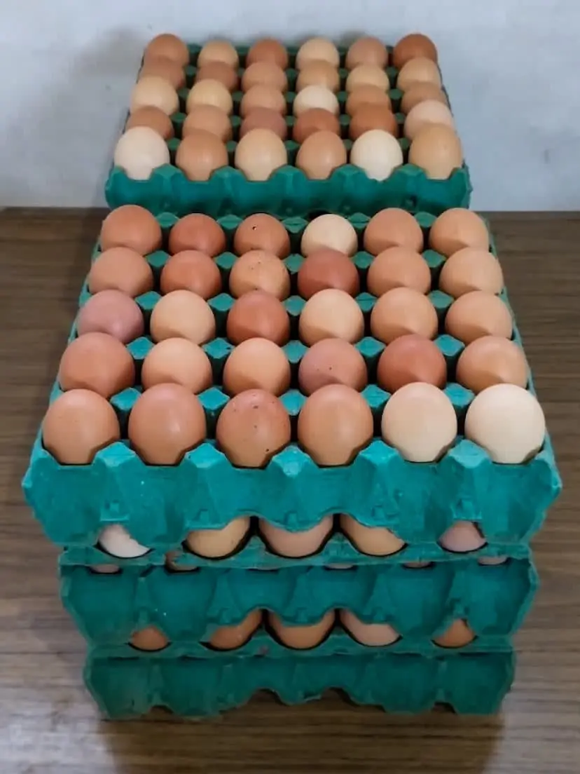 Maple de 30 huevos frescos en bandeja verde